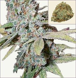 Skunk Special feminized cannabis seeds